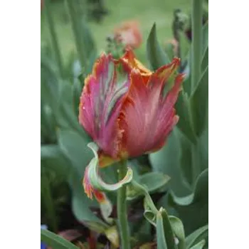 Tulip Flower